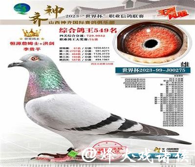 2200万天价“神奇小鸟”背后:恒源詹姆士黄永源的赛鸽王朝 2200万天价“神奇小鸟”背后:恒源詹姆士黄永源的赛鸽王朝