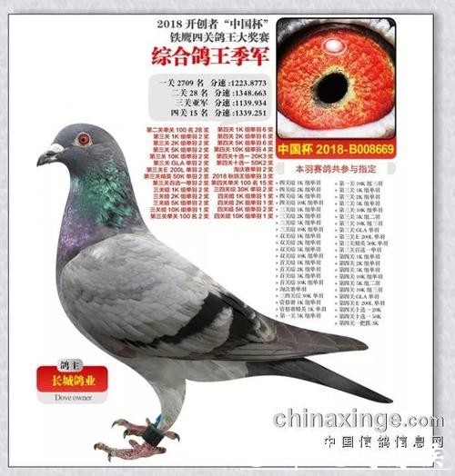 2200万天价“神奇小鸟”背后:恒源詹姆士黄永源的赛鸽王朝 2200万天价“神奇小鸟”背后:恒源詹姆士黄永源的赛鸽王朝